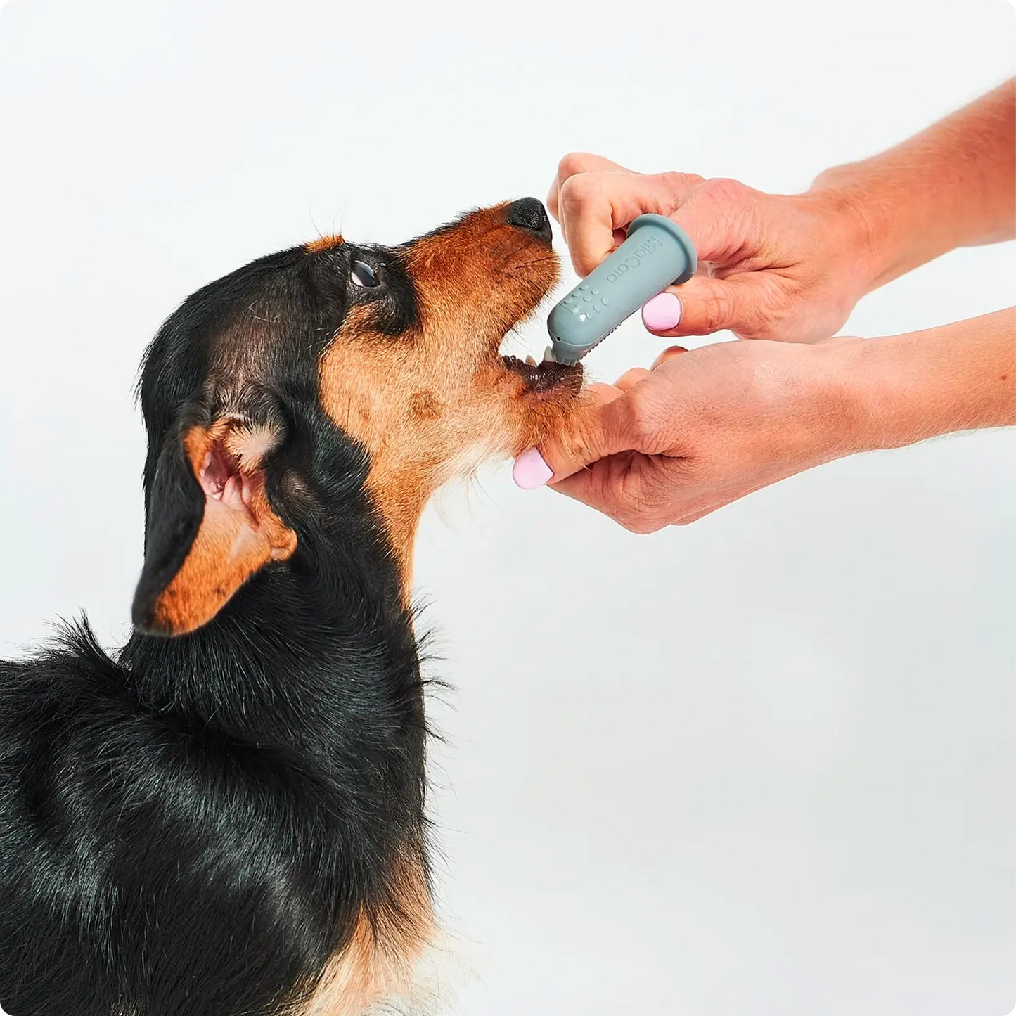 Brosse à dent pour chien Dito MiaCara - CHOUKETT Paris (4)