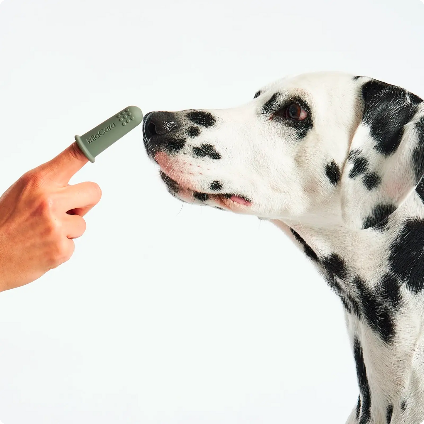 Brosse à dent pour chien Dito MiaCara - CHOUKETT Paris (3)
