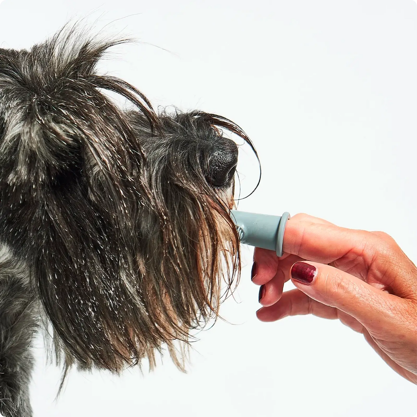 Brosse à dent pour chien Dito MiaCara - CHOUKETT Paris (5)