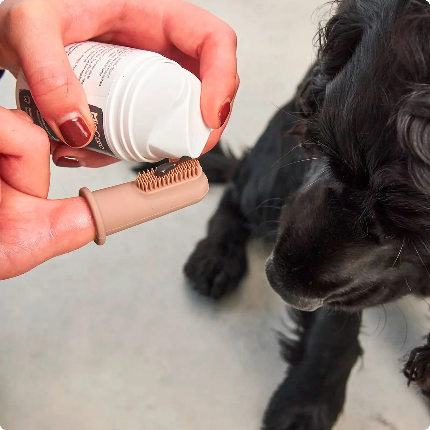 Brosse à dent pour chien Dito MiaCara - CHOUKETT Paris (2)