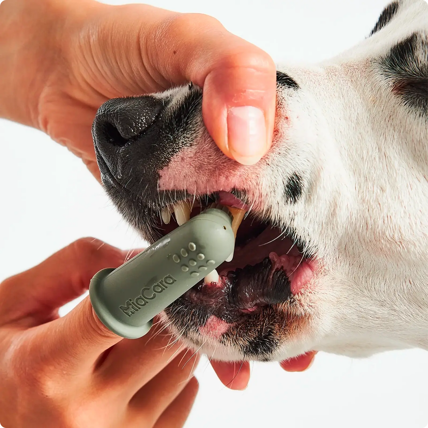 Brosse à dent pour chien Dito MiaCara - CHOUKETT Paris (6)