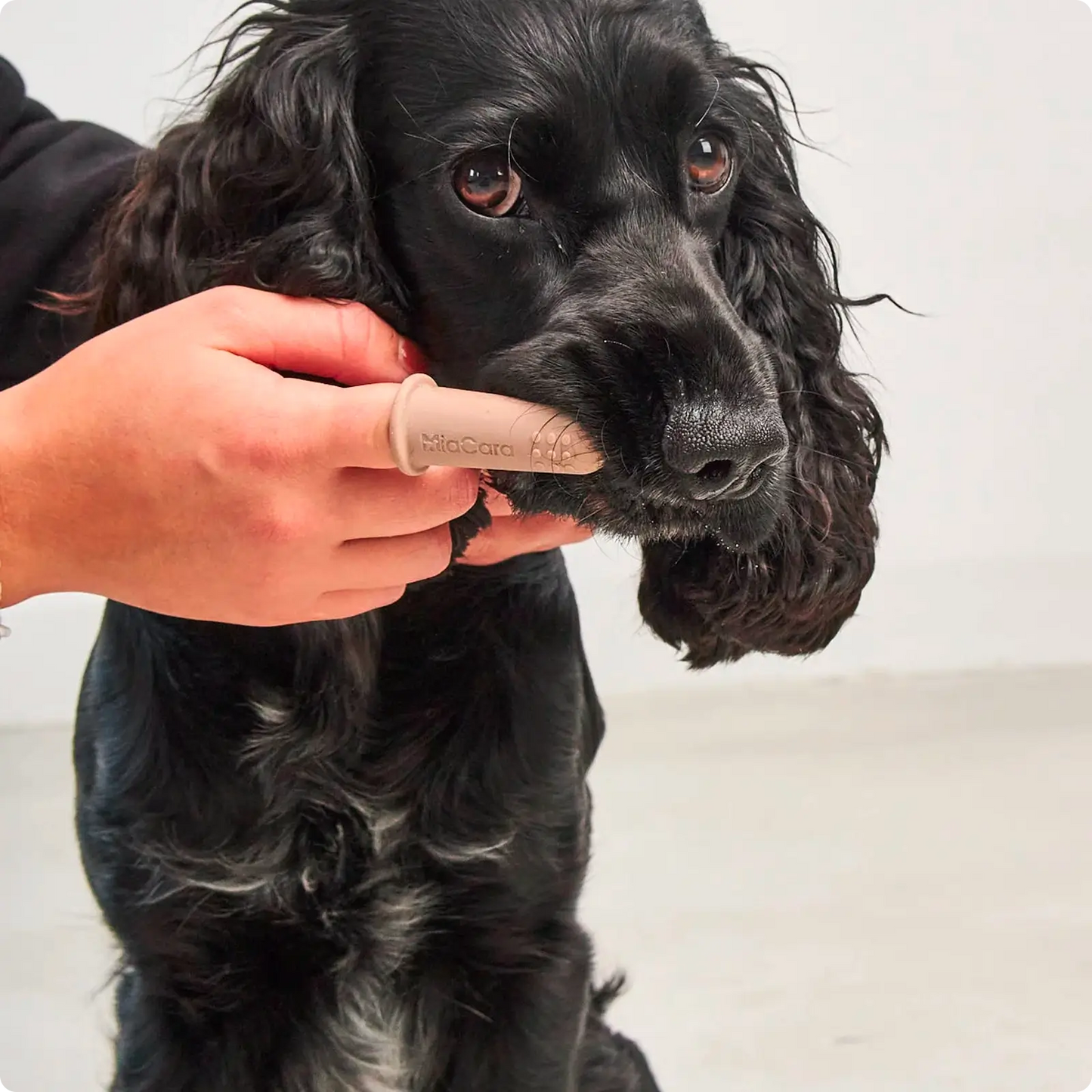 Brosse à dent pour chien Dito MiaCara - CHOUKETT Paris (7)