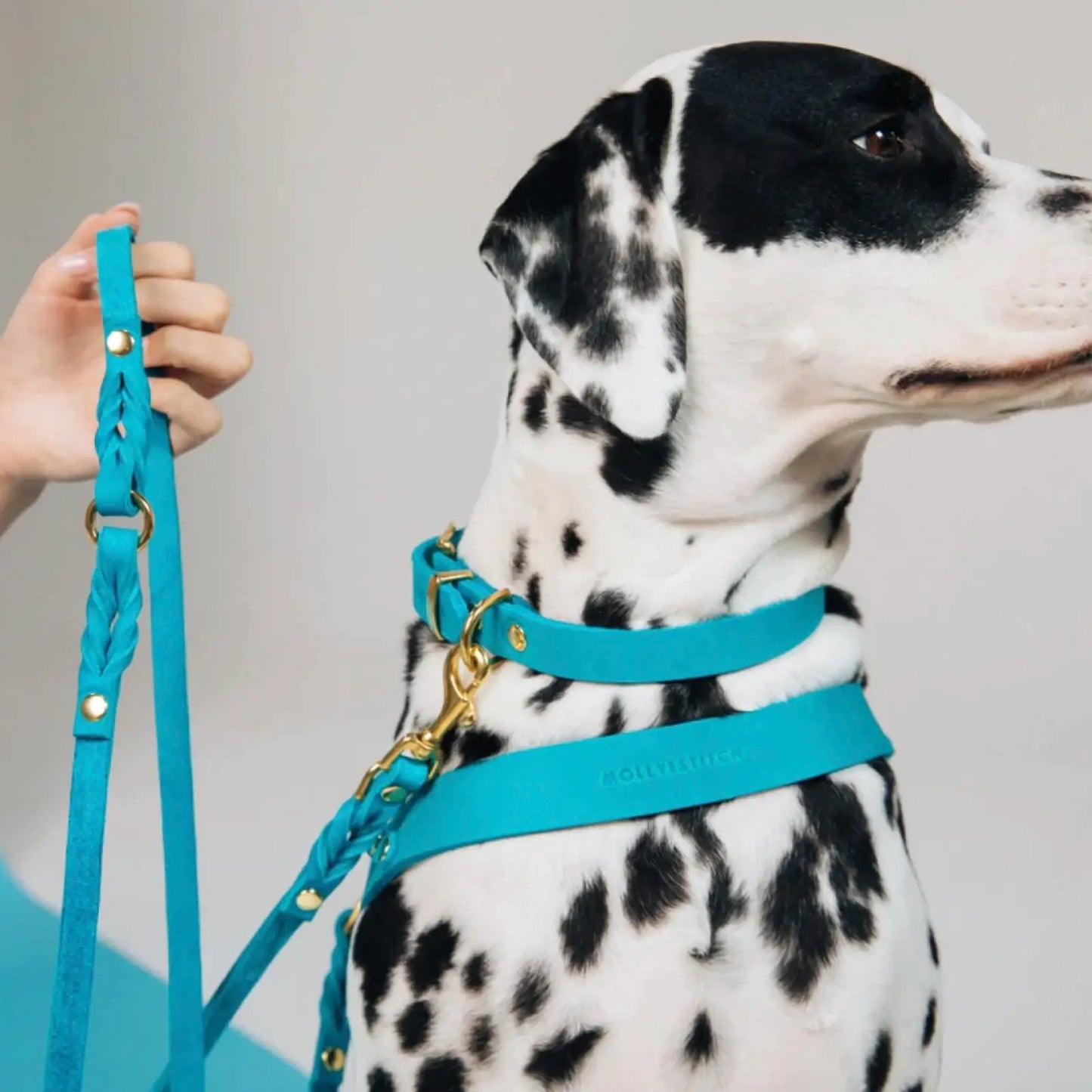 Laisse ajustable 3x chien Fiji Blue Molly & Stitch - Butter Leather - CHOUKETT Paris (3)