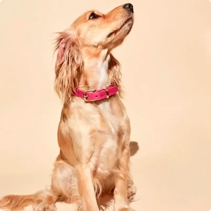 Collier chien Flamingo Molly & Stitch - Butter Leather - CHOUKETT Paris (5)