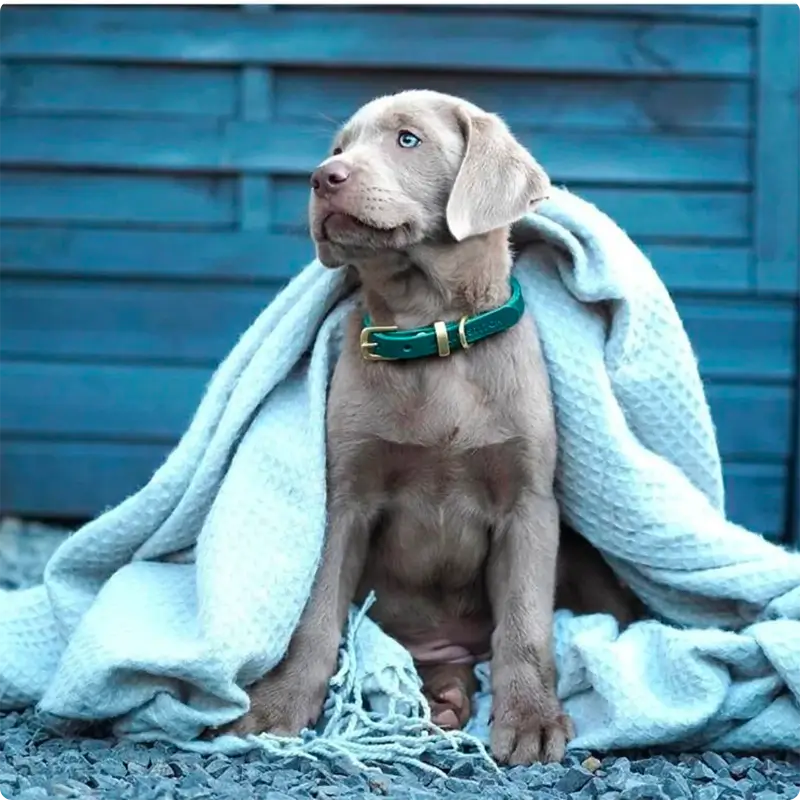 Collier chien Forest Green Molly & Stitch - Butter Leather - CHOUKETT Paris (5)
