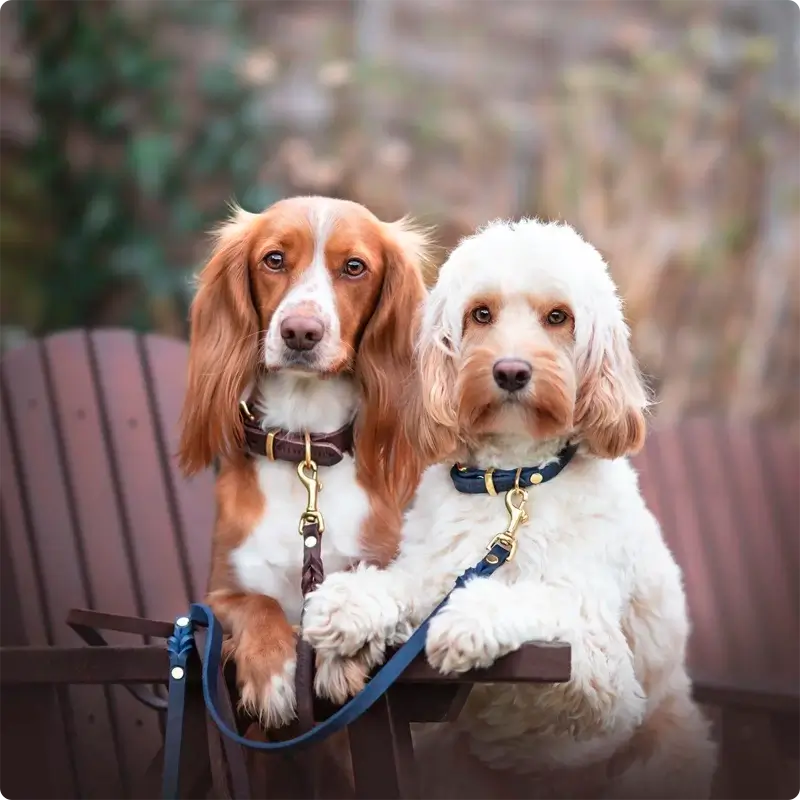 Collier chien Navy Blue Molly & Stitch - Butter Leather - CHOUKETT Paris (12)