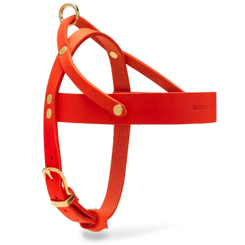 Harnais chien Mango Molly & Stitch - Butter Leather - CHOUKETT Paris (2)