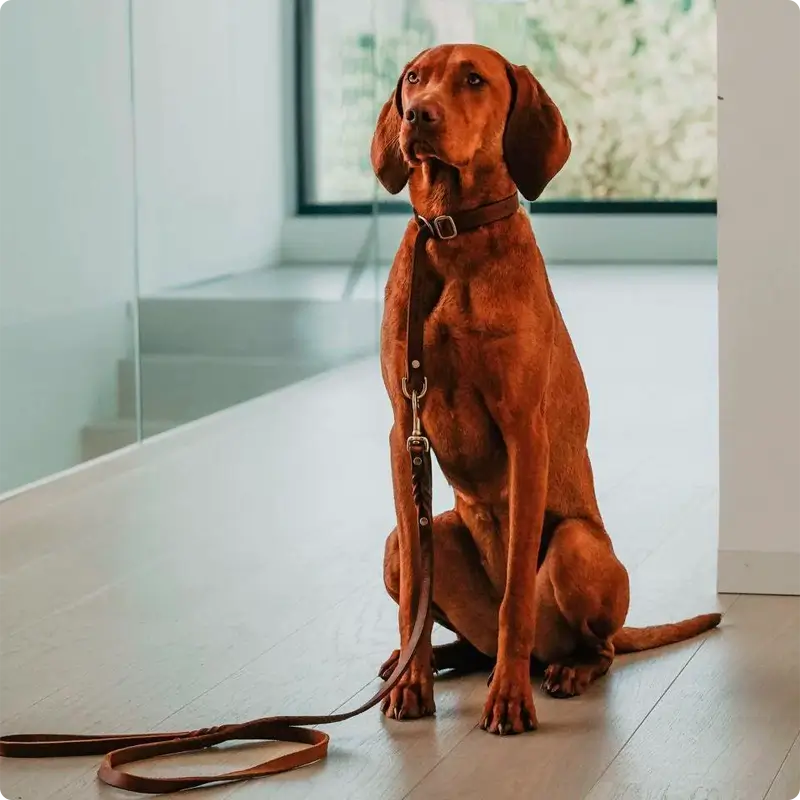 Collier de Retriever chien Classic Brown Molly & Stitch - Butter Leather - CHOUKETT Paris (5)