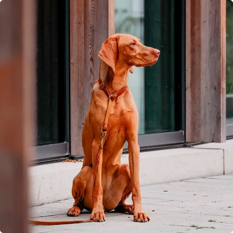 Collier de Retriever chien Sahara Cognac Molly & Stitch - Butter Leather - CHOUKETT Paris (6)