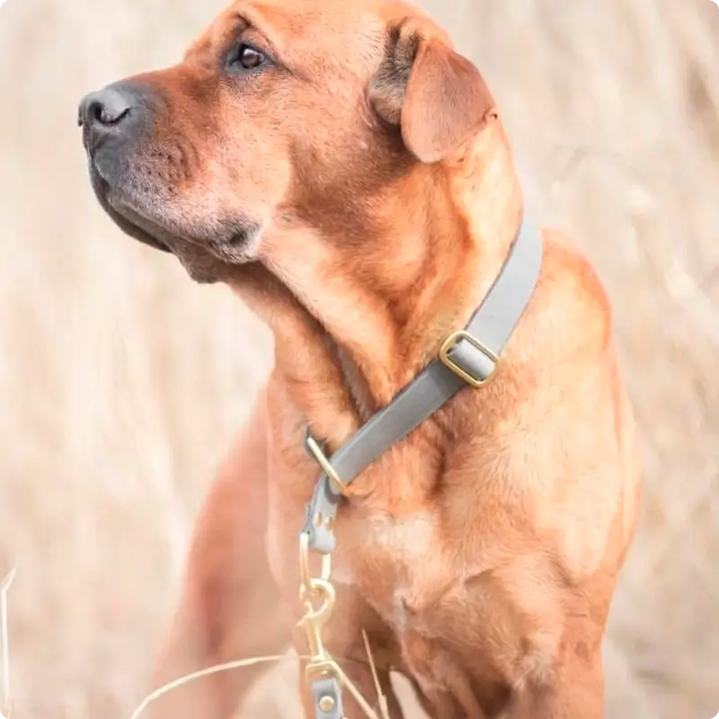 Collier de Retriever chien Timeless Grey Molly & Stitch - Butter Leather - CHOUKETT Paris (5)