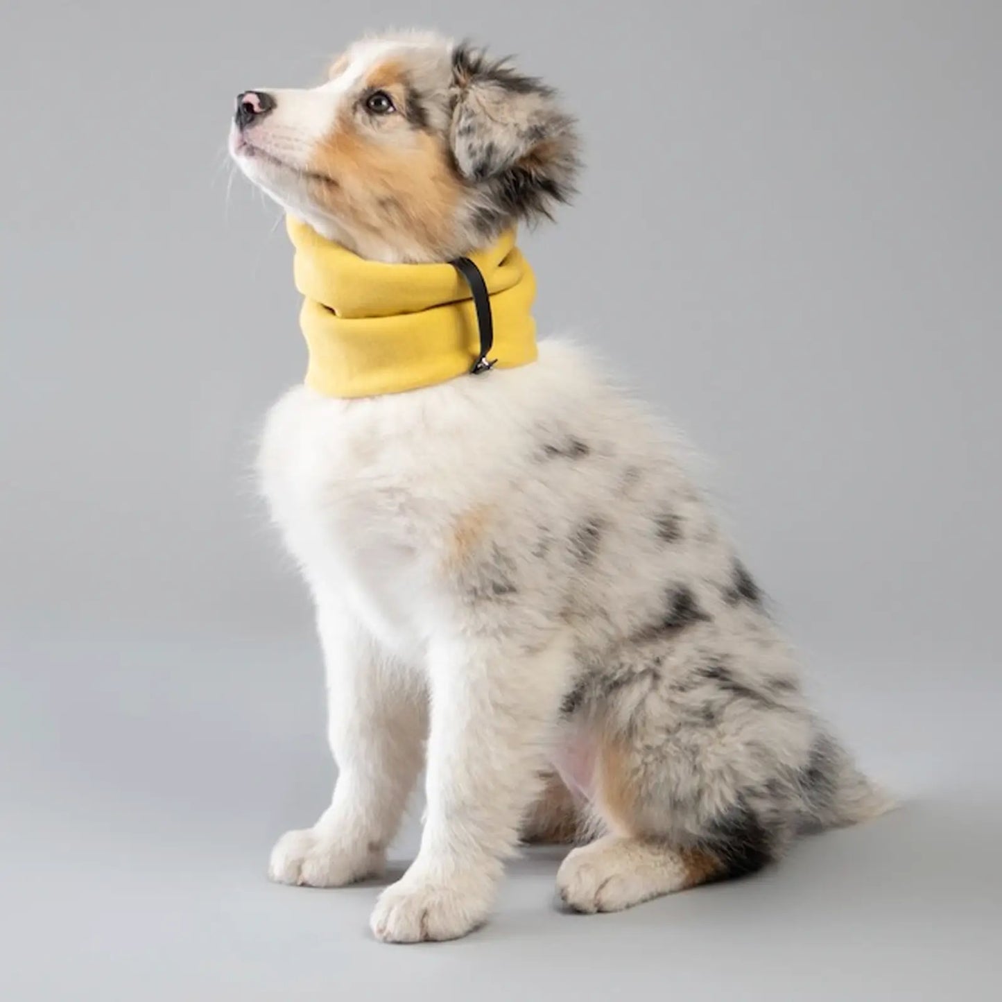 Tour de Cou pour Chien Inko Turquoise Labbven - CHOUKETT Paris (2)