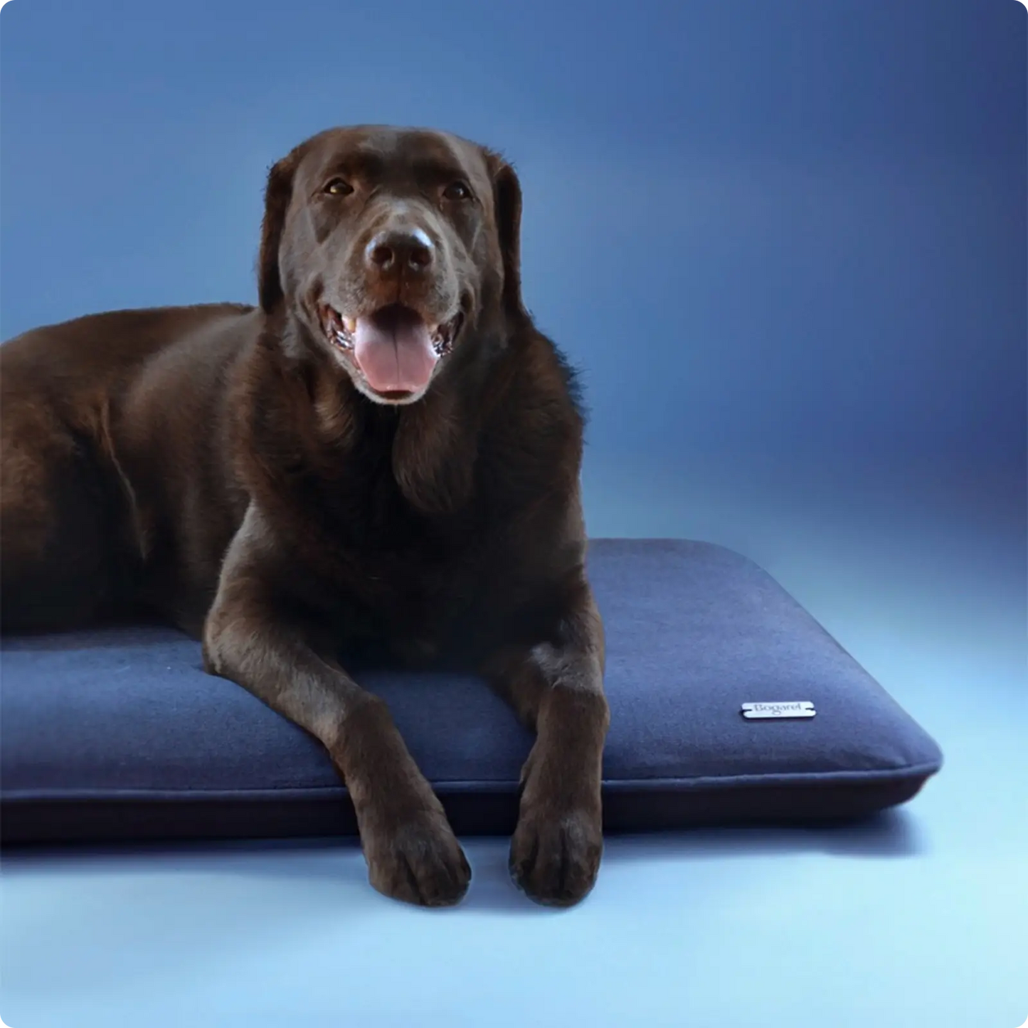 Coussin pour Chien Eden Gris - CHOUKETT Paris (2)