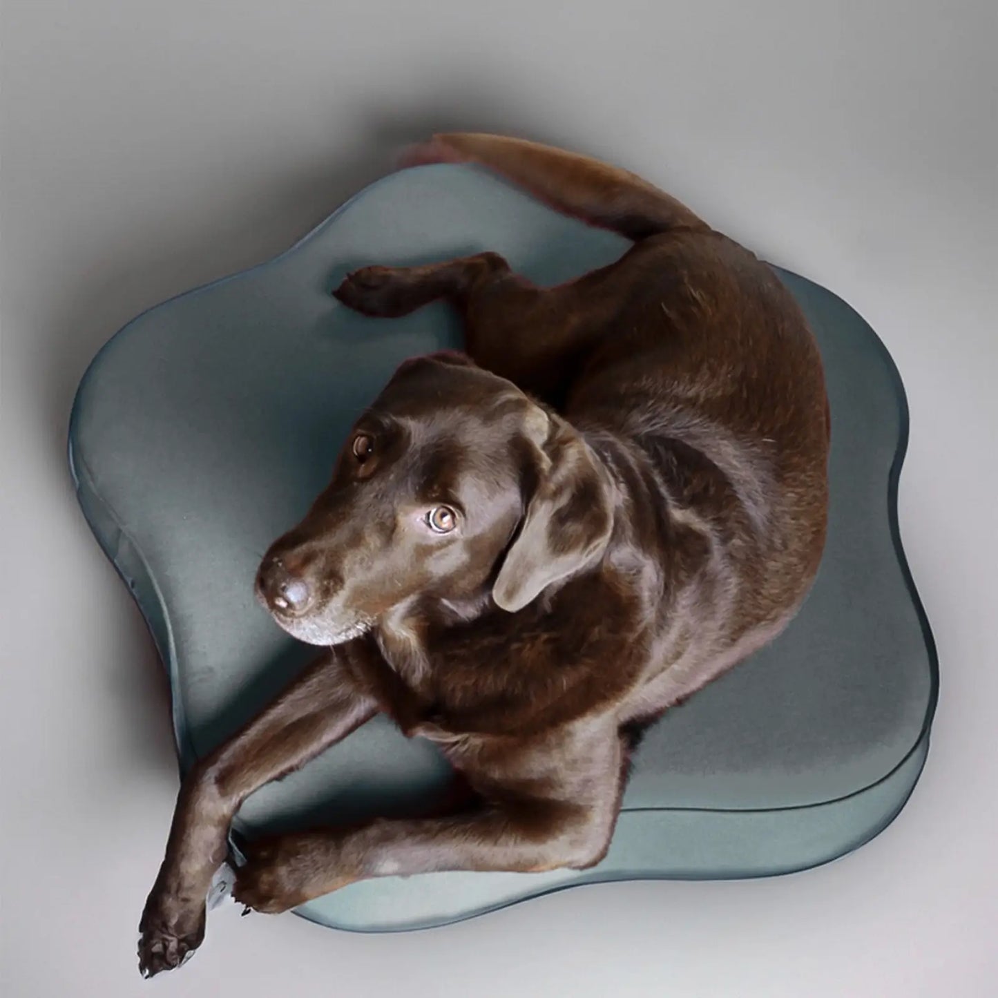 Coussin pour Chien Harmony Bleu Jeans - CHOUKETT Paris (2)