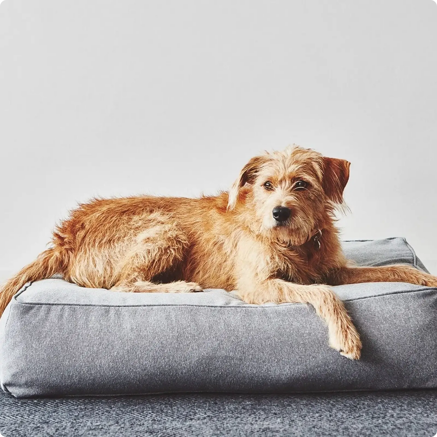 Coussin pour Chien Stella Mottled Anthracite MiaCara - CHOUKETT Paris (5)