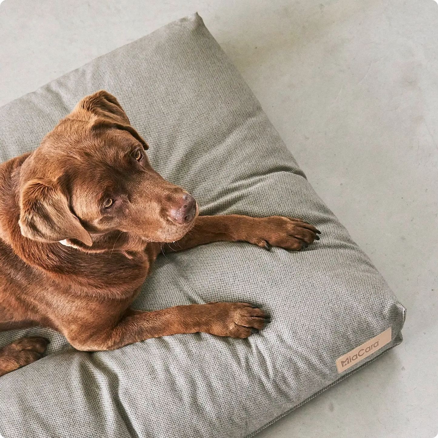 Coussin pour Chien Mare Slate MiaCara - CHOUKETT Paris (2)