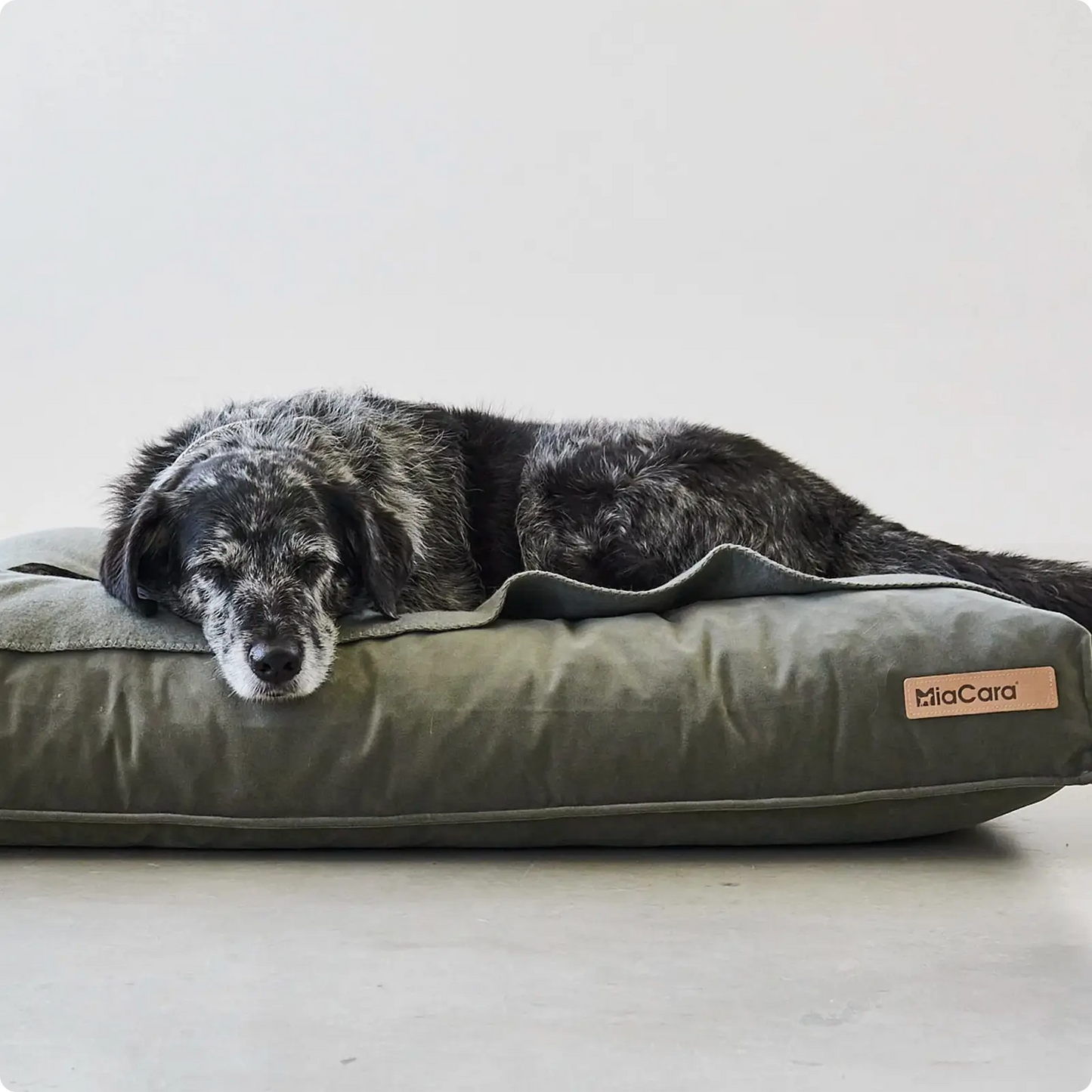 Coussin pour Chien Velluto Greige MiaCara - CHOUKETT Paris (5)