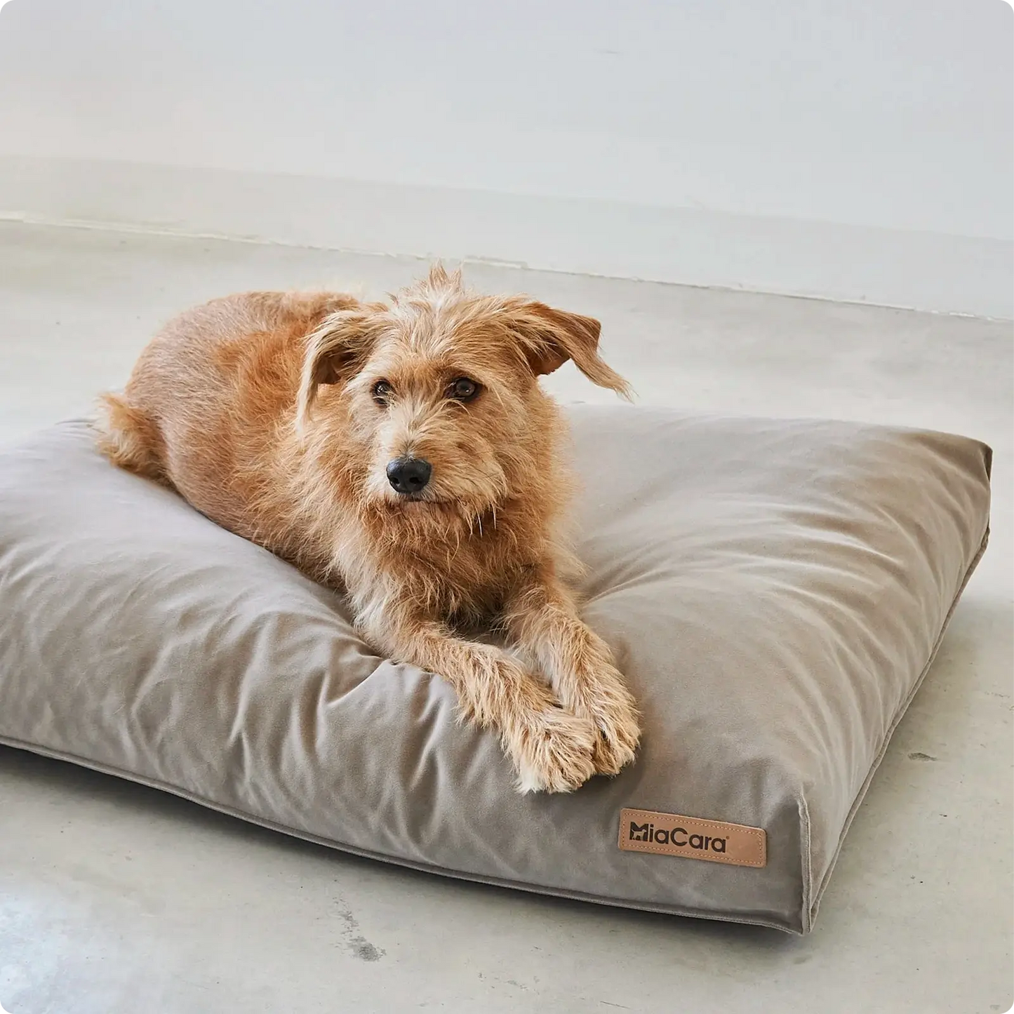 Coussin pour Chien Velluto Greige MiaCara - CHOUKETT Paris (2)