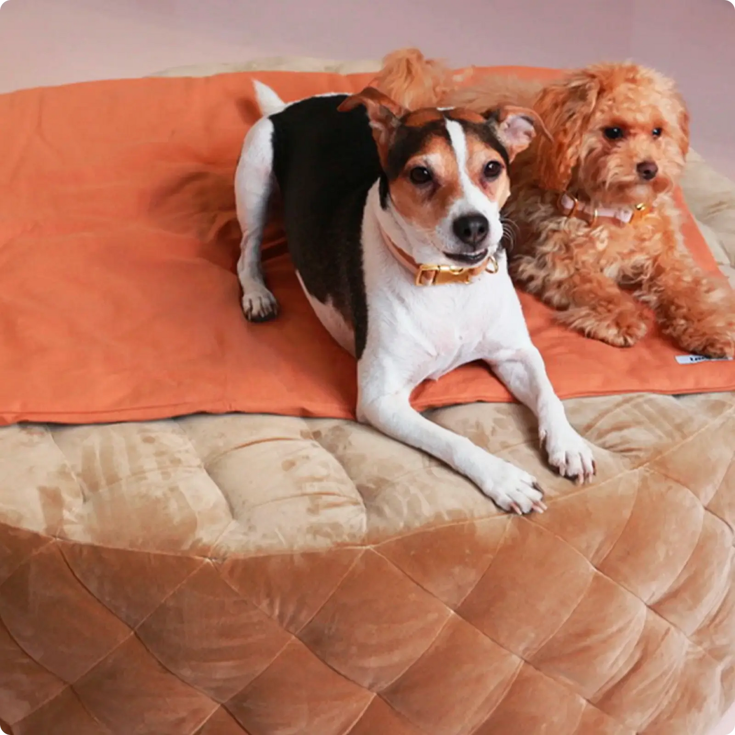 Couverture pour chien Light Brown Tadazhi - CHOUKETT Paris (4)