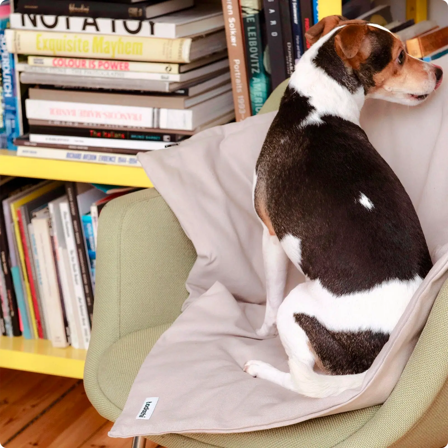 Couverture pour chien Sand Tadazhi - CHOUKETT Paris (4)