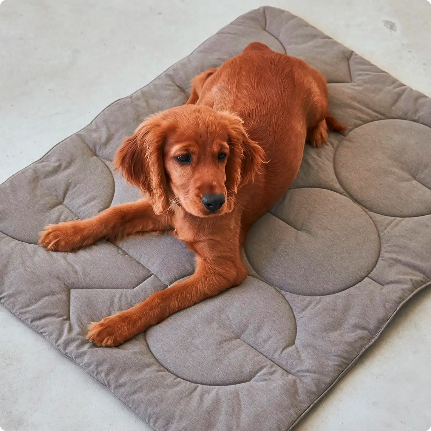 Couverture pour chien Linea Pebble MiaCara - CHOUKETT Paris (4)