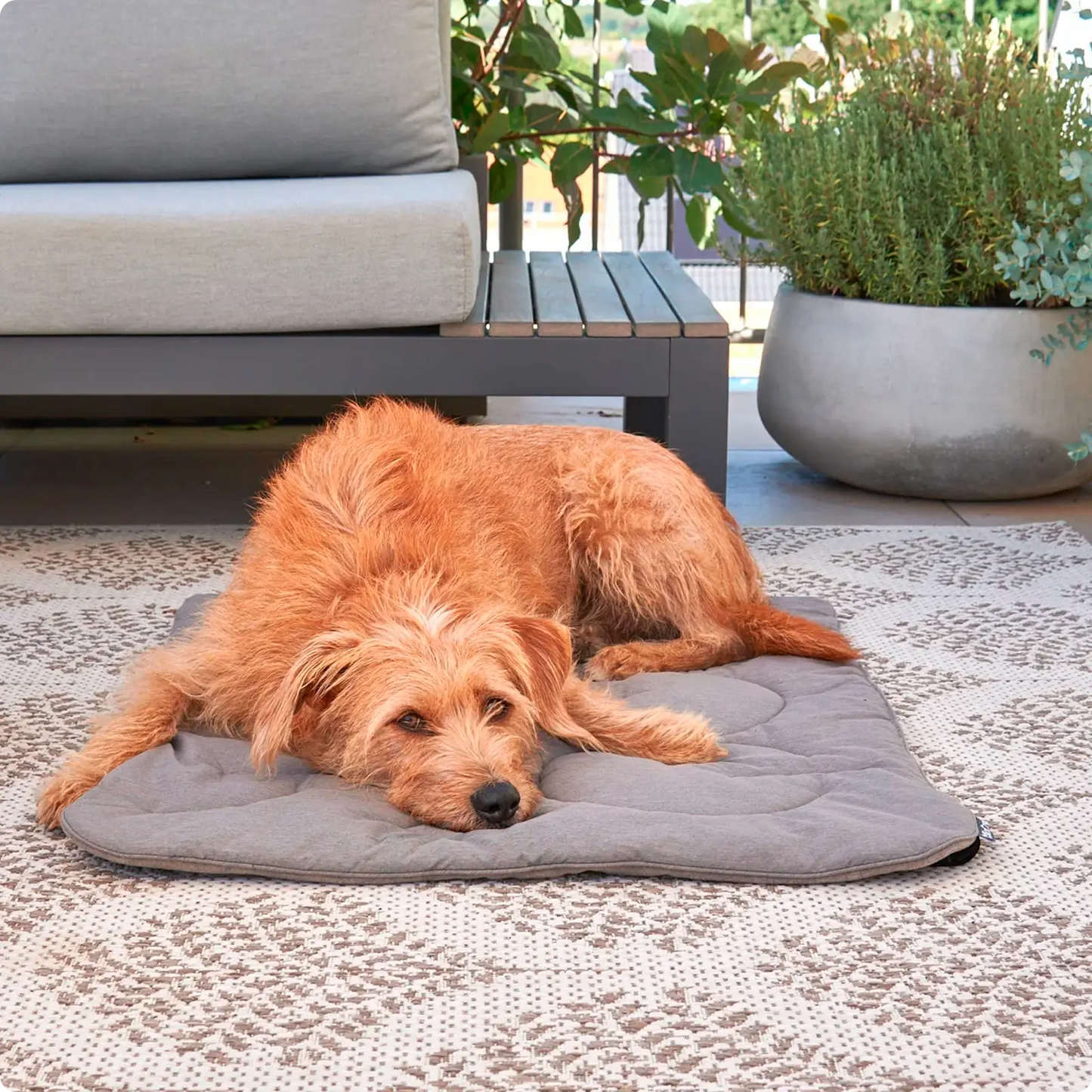 Couverture pour chien Linea Pebble MiaCara - CHOUKETT Paris (2)