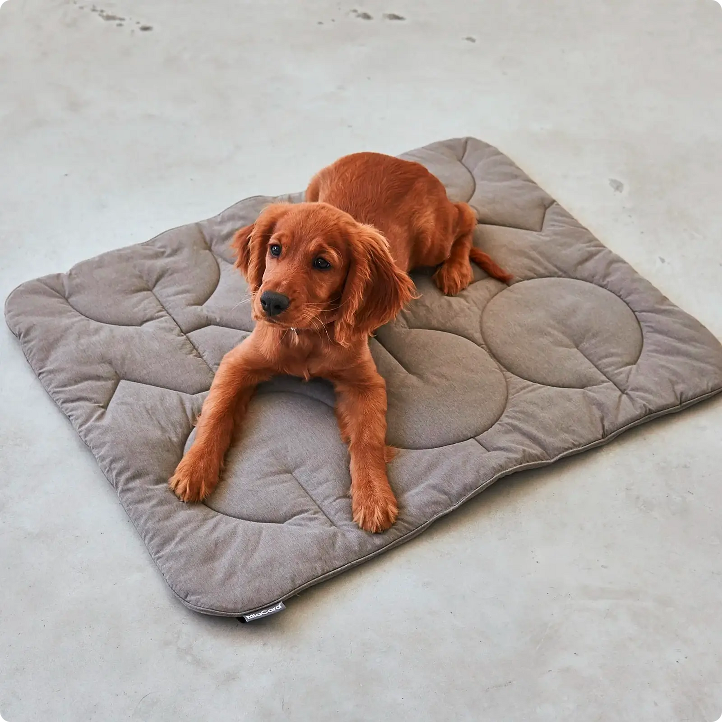 Couverture pour chien Linea Pebble MiaCara - CHOUKETT Paris (5)