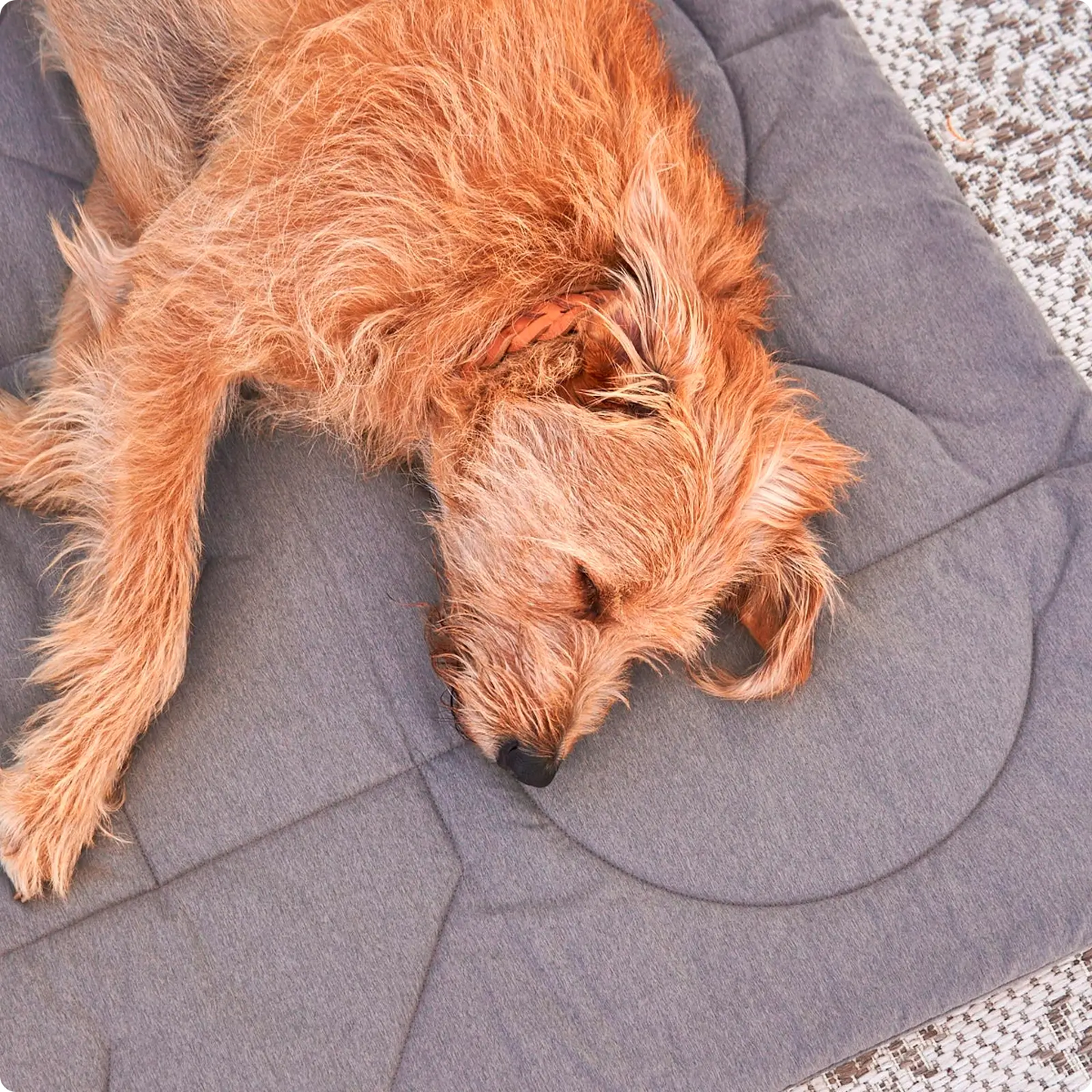 Couverture pour chien Linea Pebble MiaCara - CHOUKETT Paris (3)