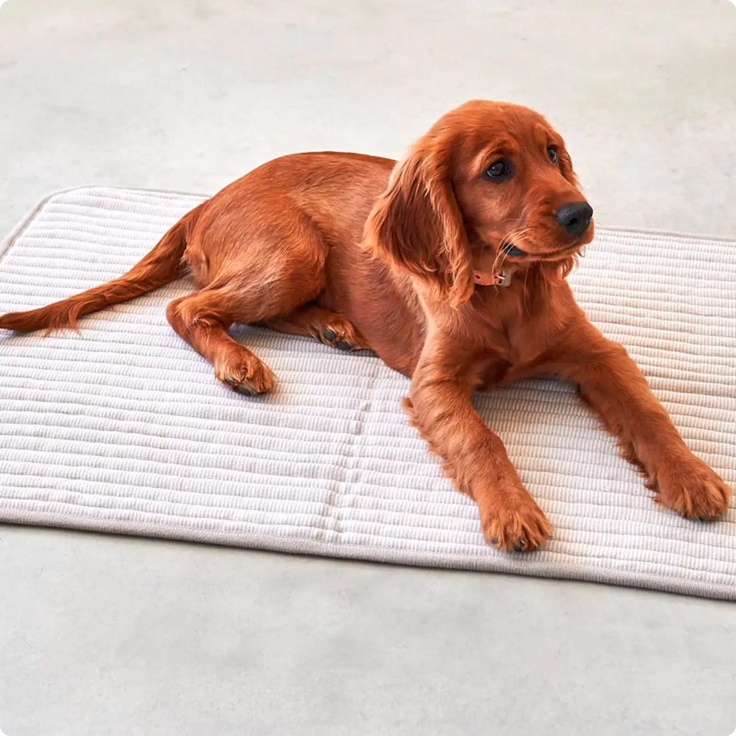 Couverture pour chien Onda Pebble MiaCara - CHOUKETT Paris (5)