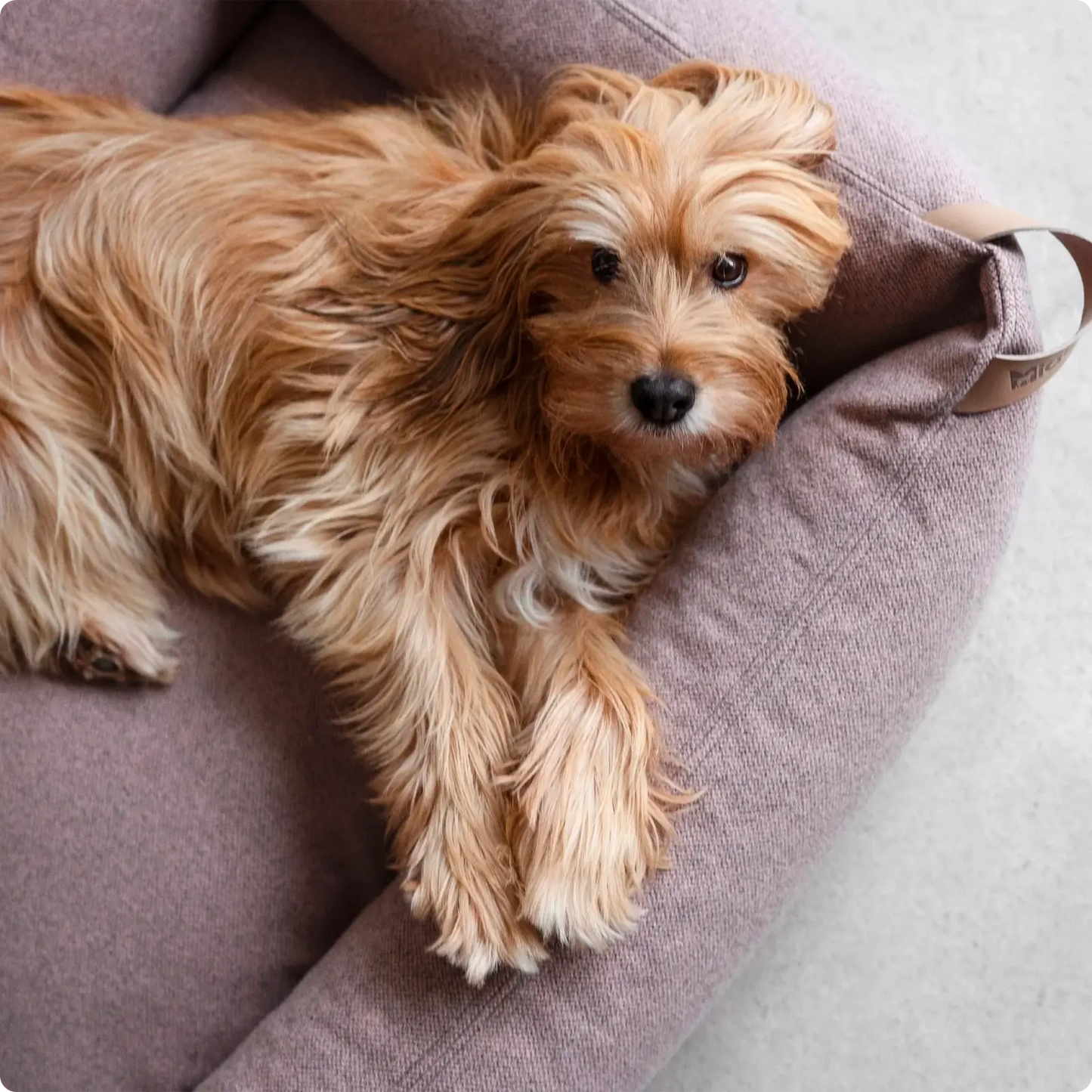 Lit pour Chien Divo Mocca MiaCara - CHOUKETT Paris (4)