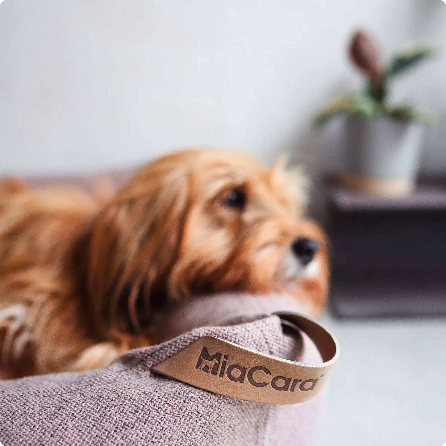 Lit pour Chien Divo Mocca MiaCara - CHOUKETT Paris (6)