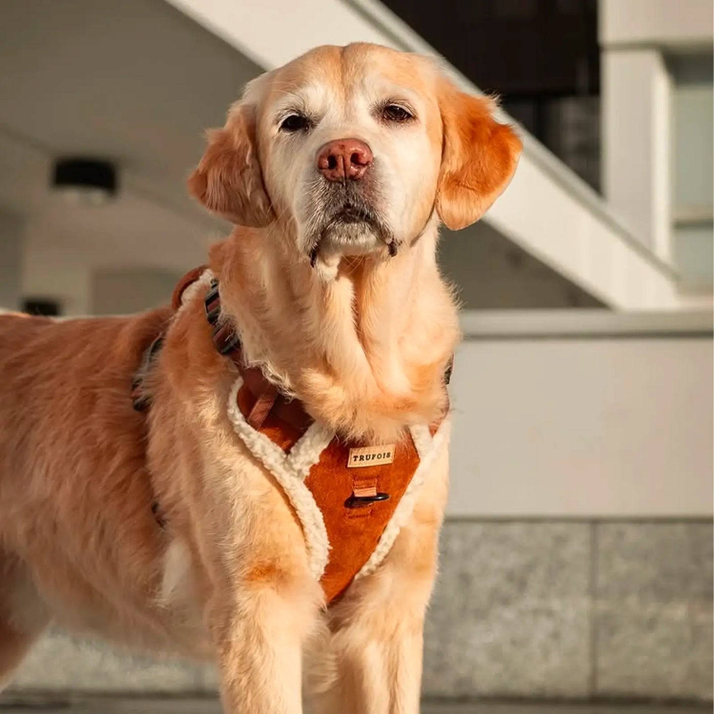 Harnais Pour Chien Teddy Sisu Mocca Trufois - CHOUKETT Paris (3)