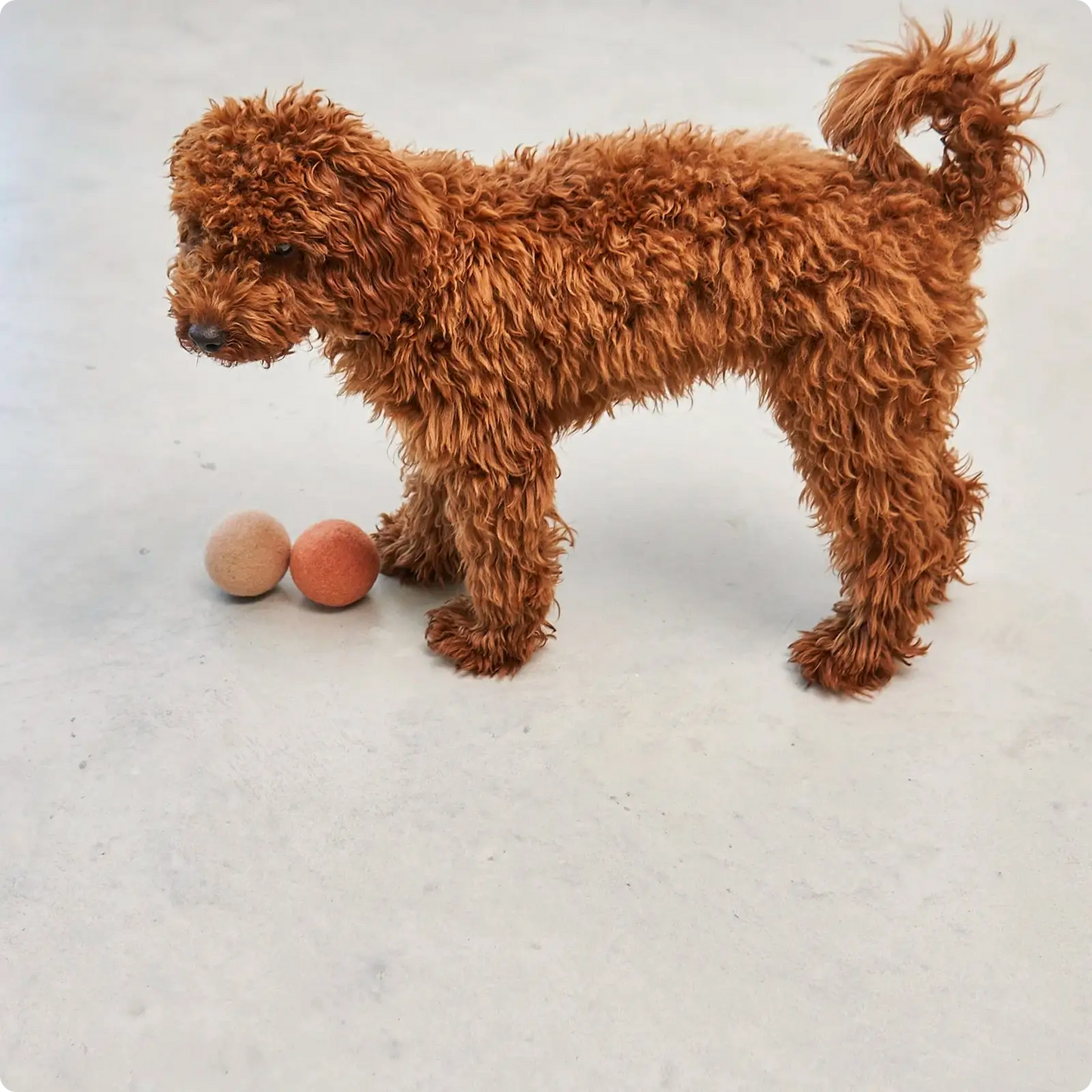 Balles pour Chien Globo Coral MiaCara - CHOUKETT Paris (2)