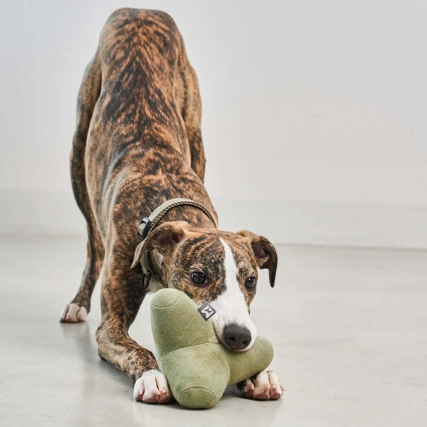 Jouet pour Chien Quattro Greige MiaCara - CHOUKETT Paris (5)