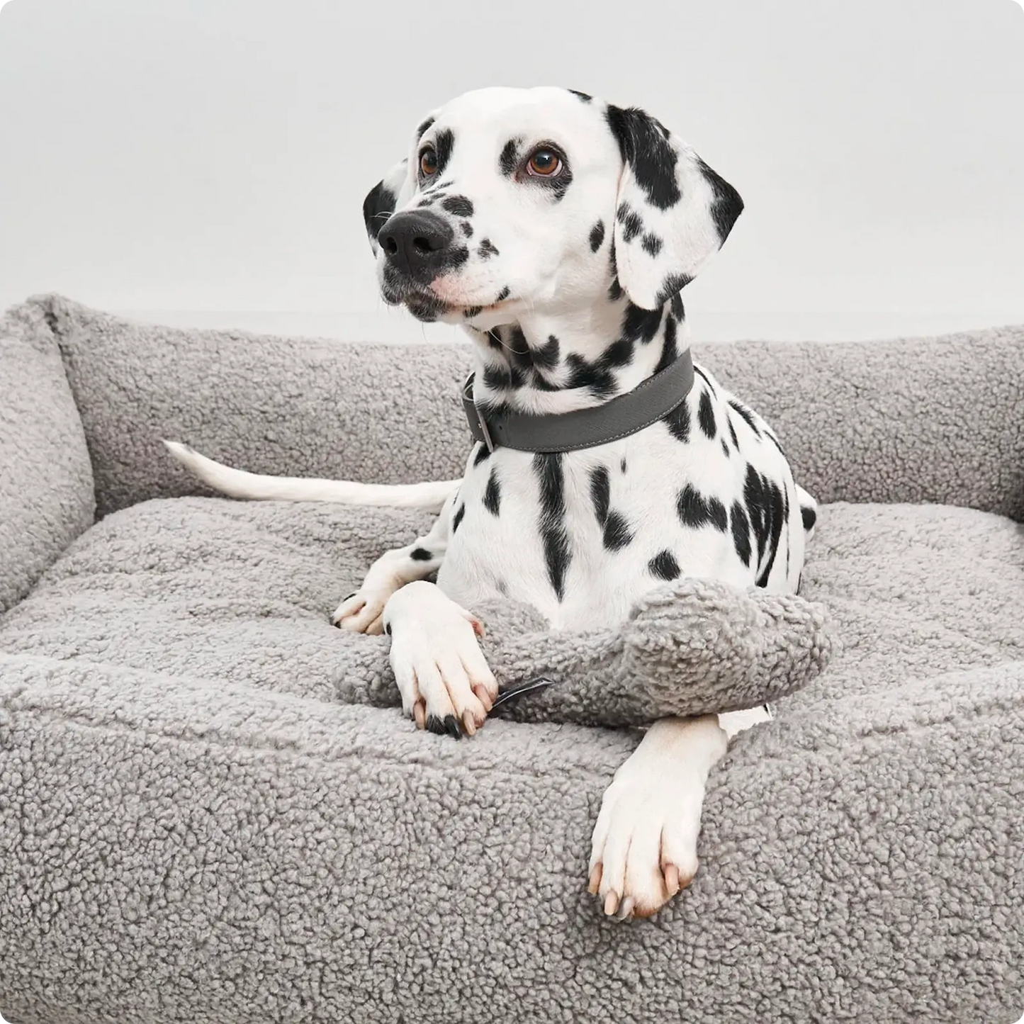 Jouet pour Chien Senso Greige MiaCara - CHOUKETT Paris (4)