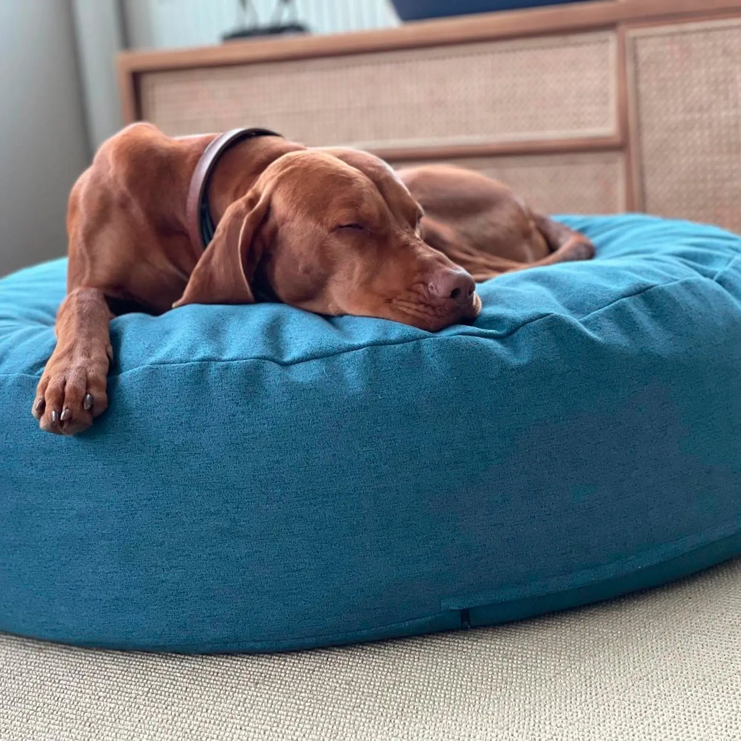 Coussin pour Chien The Cloud Pine Green Molly & Stitch - CHOUKETT Paris (3)