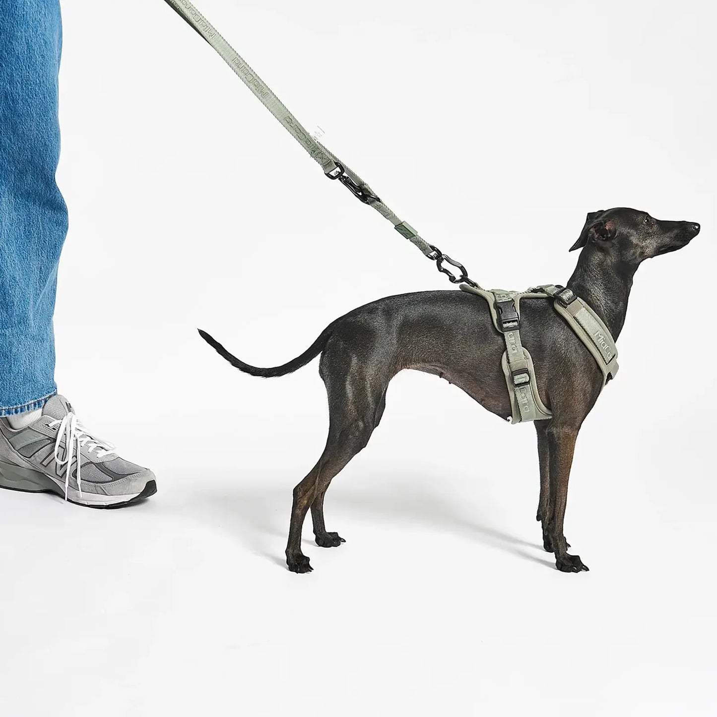 Harnais Pour Chien Modena Grolive MiaCara - CHOUKETT Paris (10)