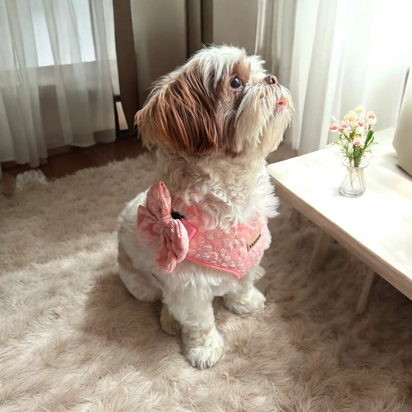 Noeud pour chien Sailor Licorice Trufois - CHOUKETT Paris (3)