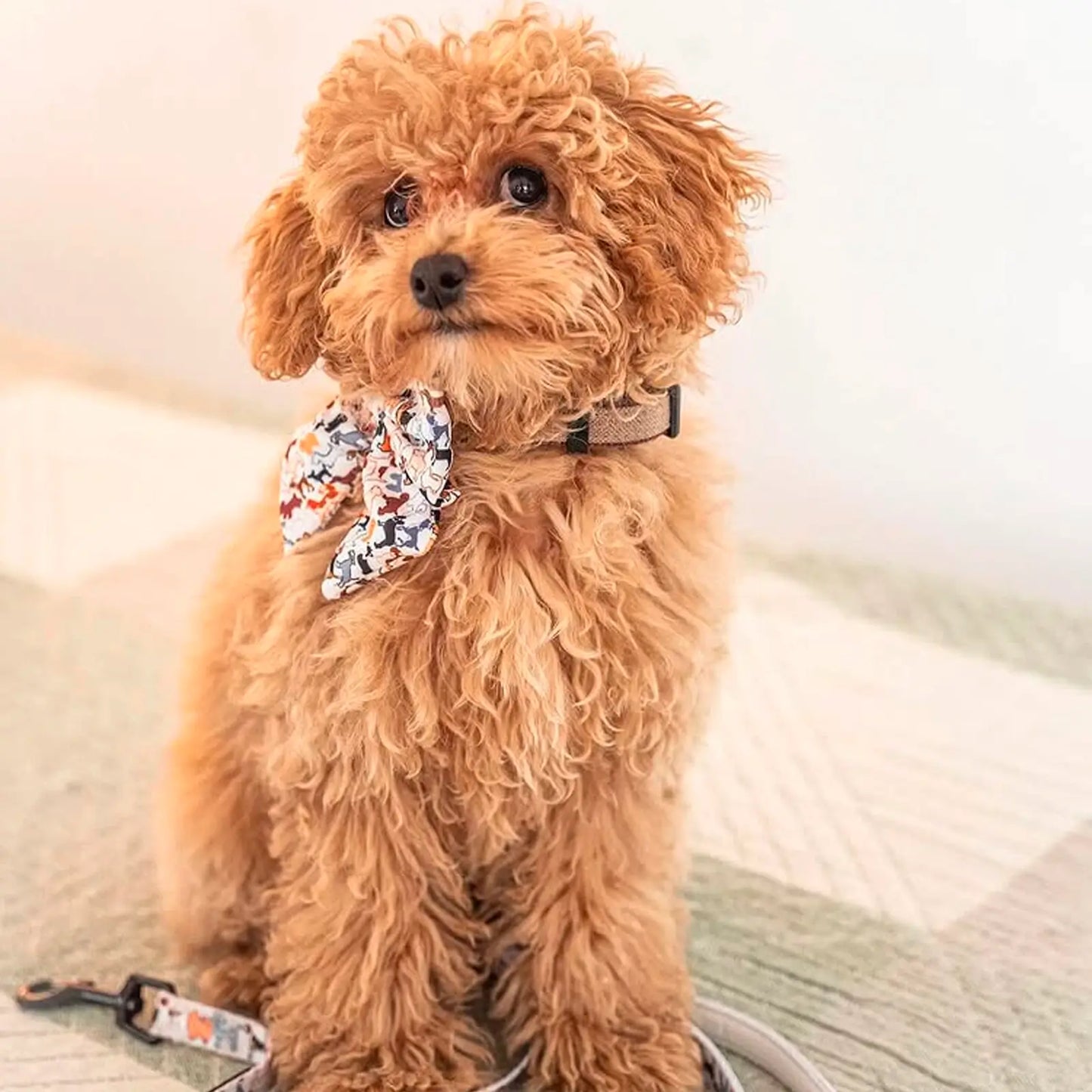 Noeud pour chien Sailor Licorice Trufois - CHOUKETT Paris (4)