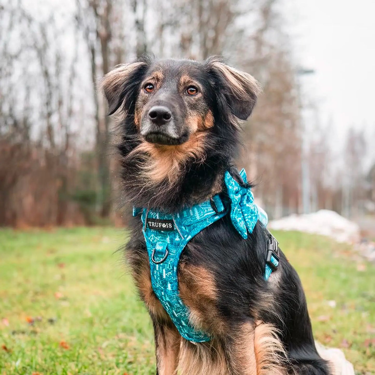 Noeud pour chien Sailor Licorice Trufois - CHOUKETT Paris (5)