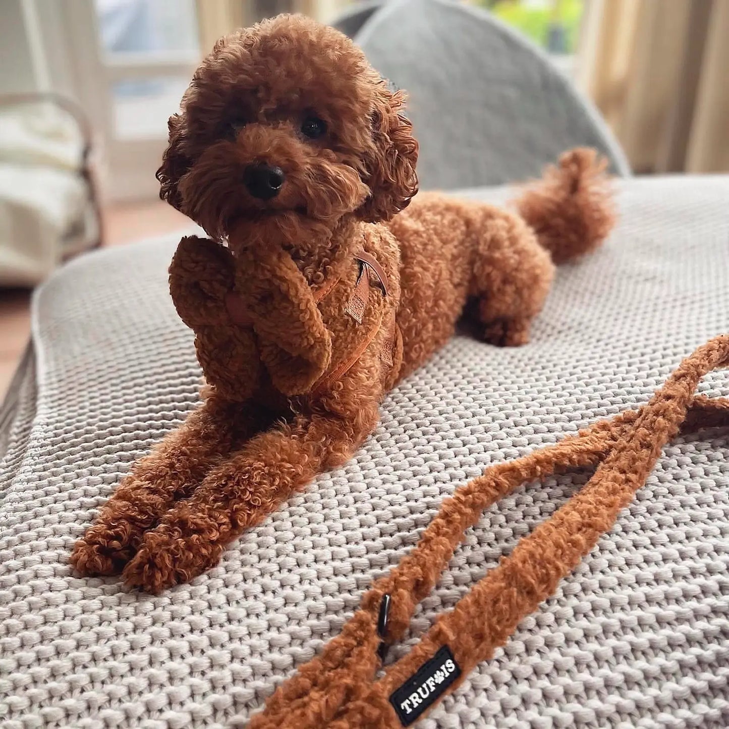 Noeud pour chien Sailor Licorice Trufois - CHOUKETT Paris (6)