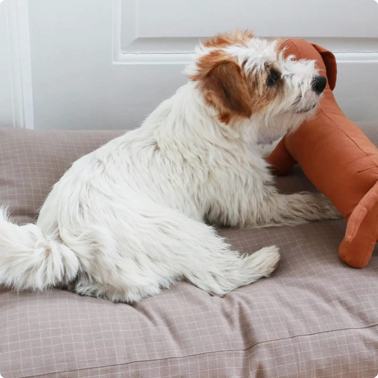 Peluche Chien Light Brown Tadazhi - CHOUKETT Paris (5)