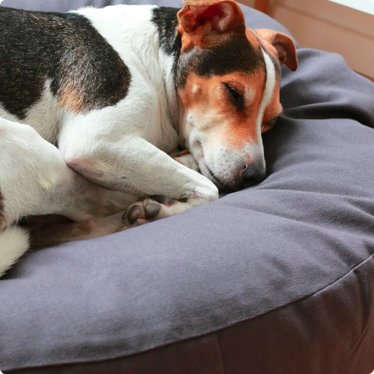 Coussin pour Chien Poespas Warm Grey Tadazhi - CHOUKETT Paris (2)