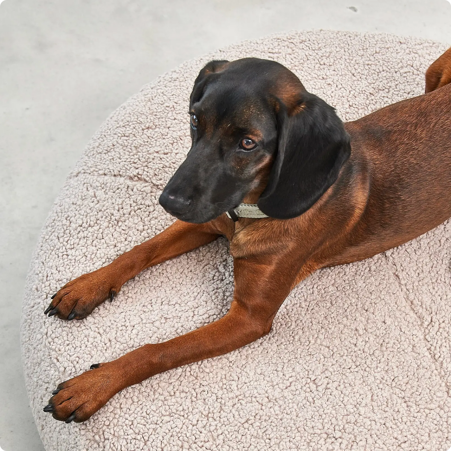 Pouf pour Chien Senso Greige MiaCara - CHOUKETT Paris (2)