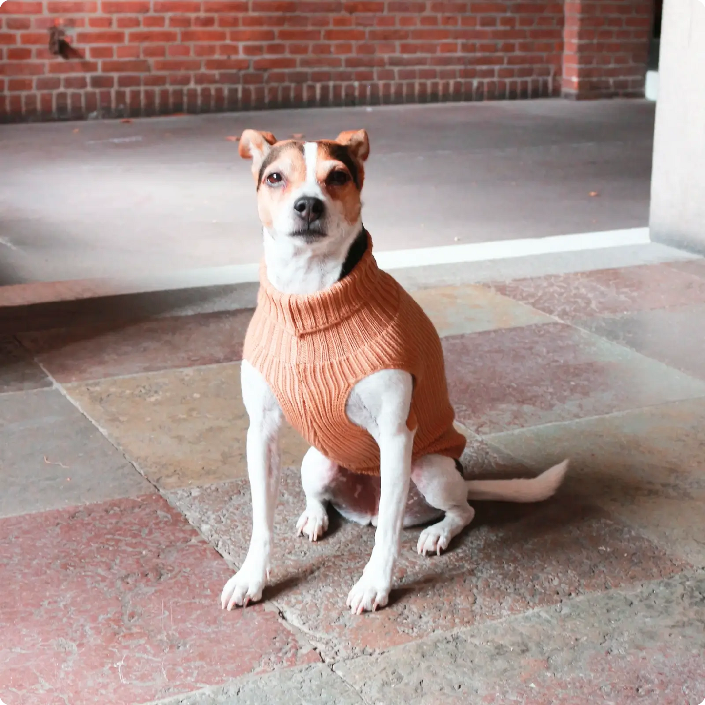 Pull pour chien femelle Beige Tadazhi - CHOUKETT Paris (7)