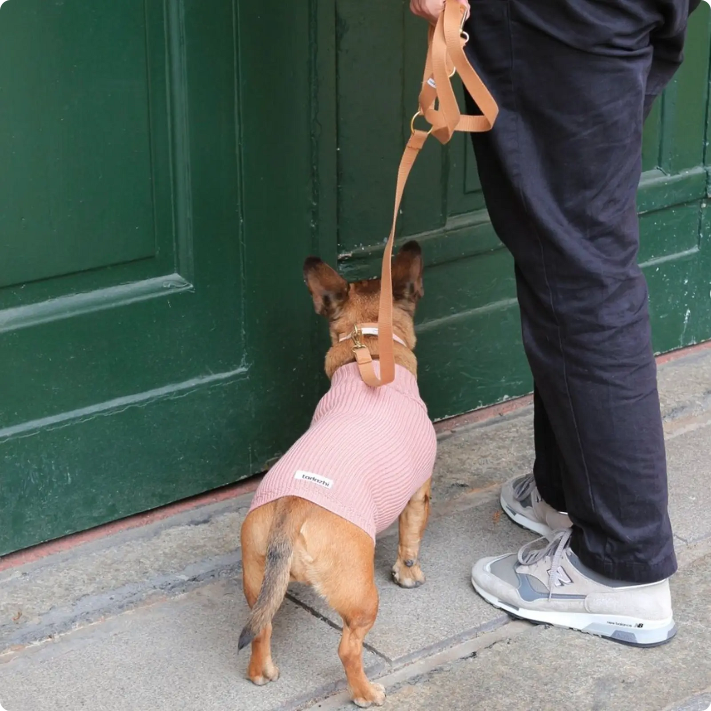 Pull pour chien femelle Rose Tadazhi - CHOUKETT Paris (8)