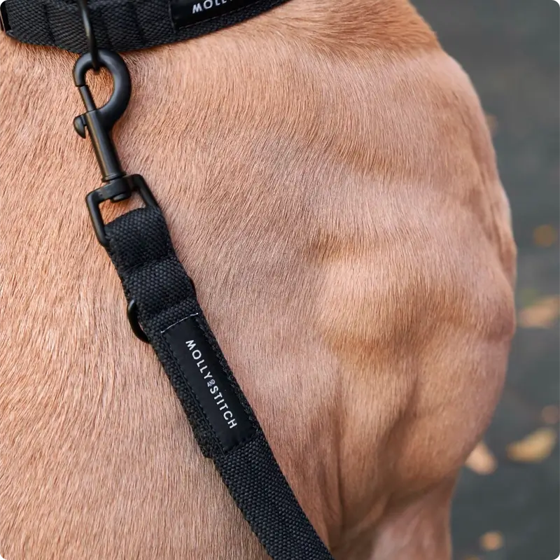 Laisse chien Black Molly & Stitch - Soft Rock - CHOUKETT Paris (5)