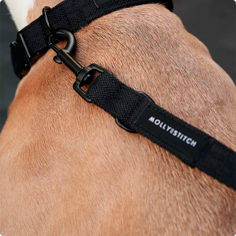 6Laisse chien Black Molly & Stitch - Soft Rock - CHOUKETT Paris (6)