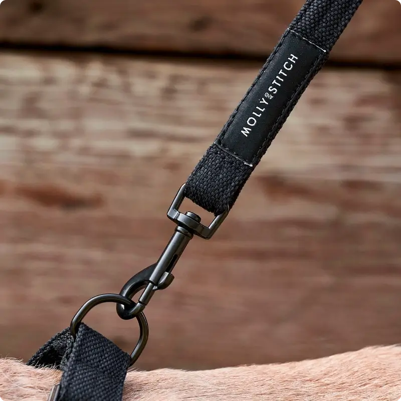Laisse chien Black Molly & Stitch - Soft Rock - CHOUKETT Paris (7)