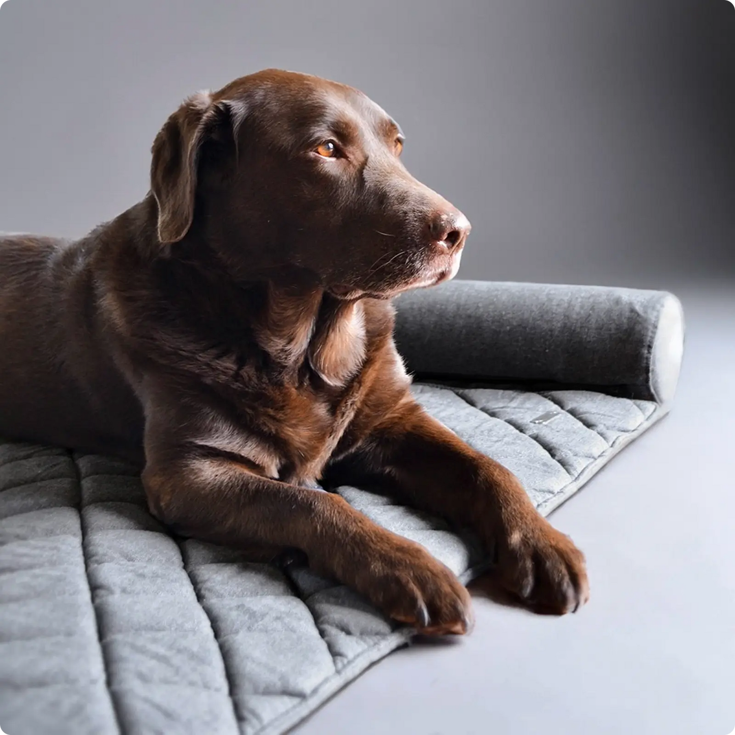 Tapis pour Chien Olympia Gris - CHOUKETT Paris (2)