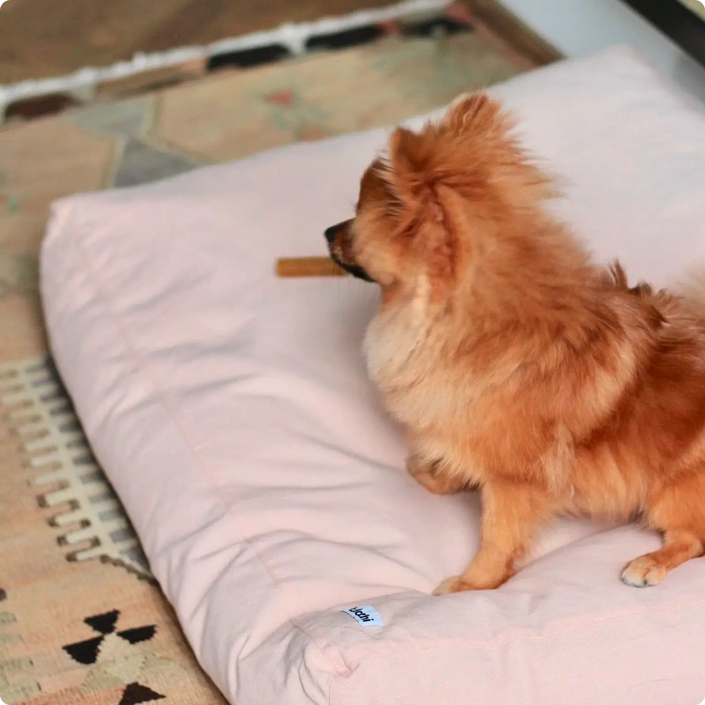 Coussin pour chien - Tobine - Powder